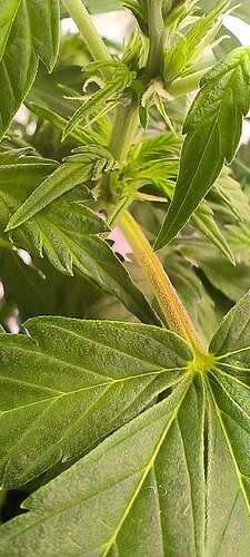 Growreport Bild 32