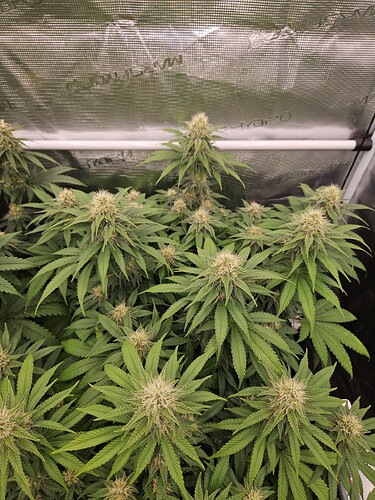Growreport Bild 6