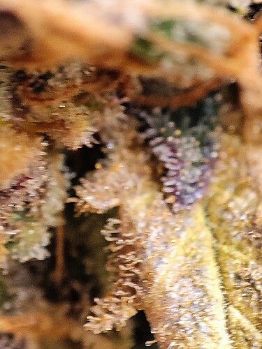 Growreport Bild 115