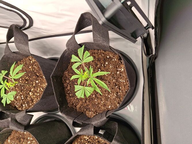 Growreport Bild 19