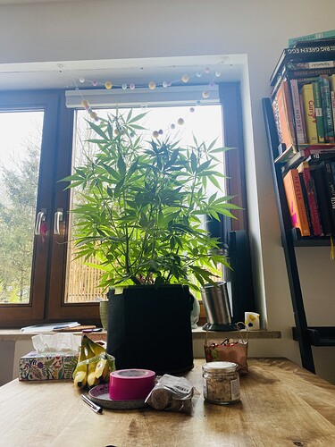 Growreport Bild 1