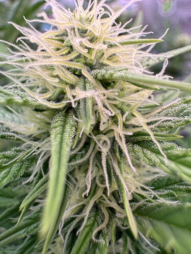 Growreport Bild 19