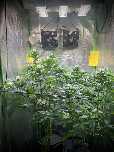 Growreport Bild 4