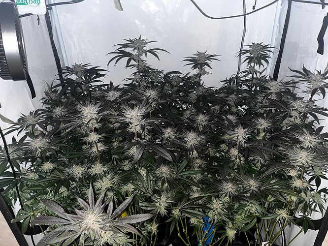 Growreport Bild 1