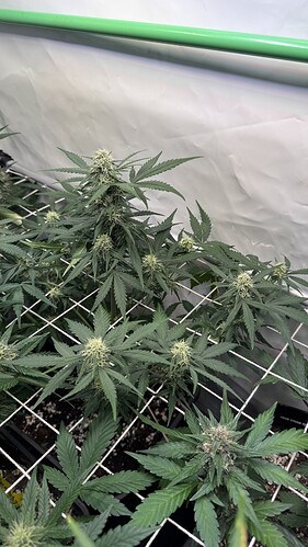 Growreport Bild 23