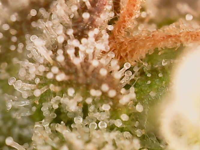 Growreport Bild 14