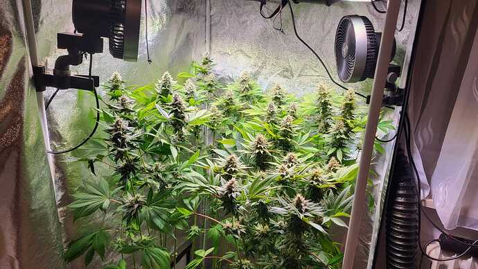 Cannabis-Pflanzen in der Blütephase in einem Growzelt mit Ventilatoren.