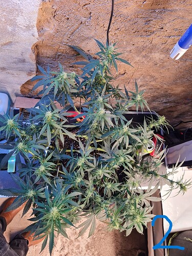 Growreport Bild 3