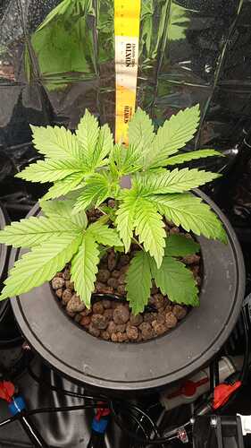 Growreport Bild 3