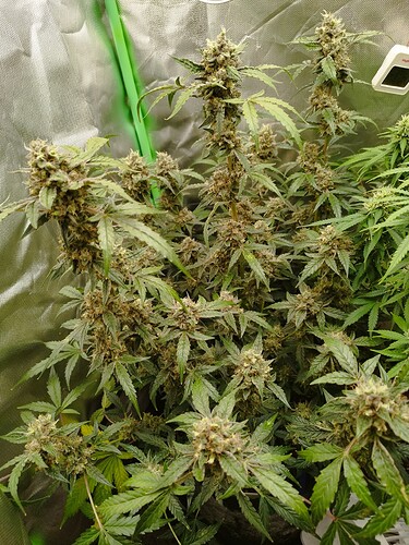 Mehrere blühende Cannabispflanzen in einem Zelt, mit dichtem Blattwerk und sichtbaren Blütenständen.