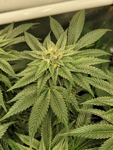 Growreport Bild 4