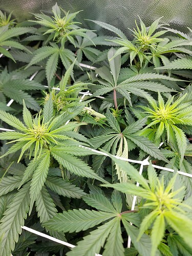 Growreport Bild 3