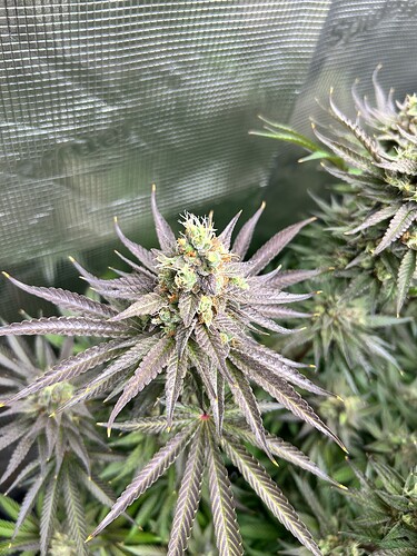 Nahaufnahme einer blühenden Cannabis-Pflanze mit violetten Blättern und harzigen Blütenständen in einem Grow-Zelt.