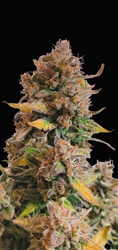 Growreport Bild 40