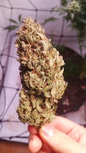 Growreport Bild 29