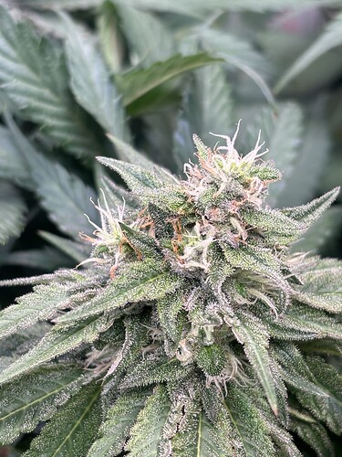 Growreport Bild 12