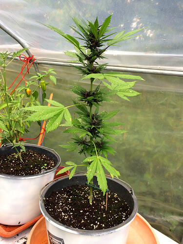 Grow26_0829_08