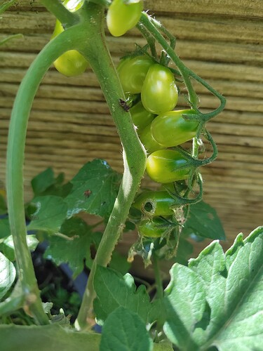 Growreport Bild 24