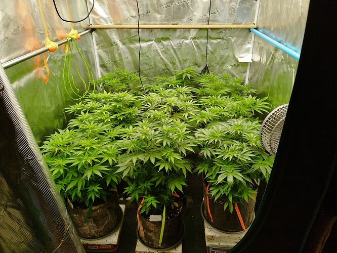 Growreport Bild 5