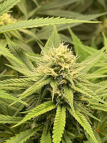 Growreport Bild 26
