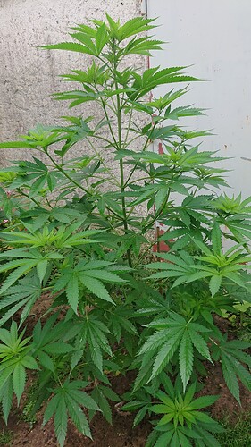 Growreport Bild 13