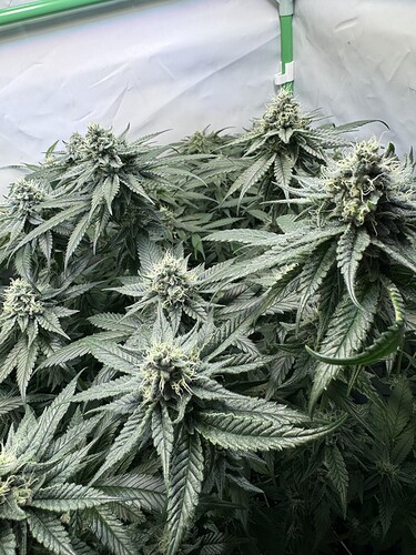 Growreport Bild 22