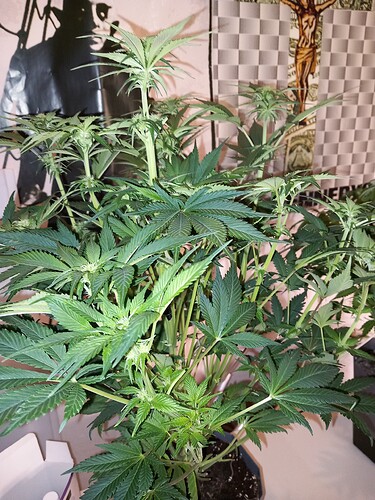 Growreport Bild 1