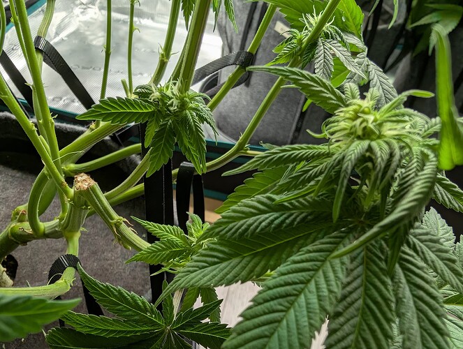Growreport Bild 7