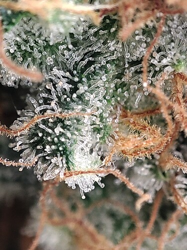 Growreport Bild 61