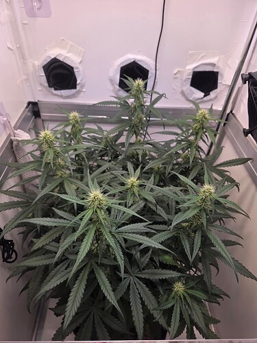Growreport Bild 1