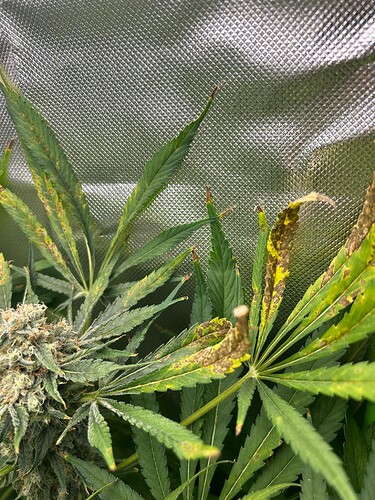 Growreport Bild 6