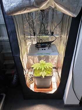Growreport Bild 3