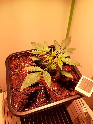 Growreport Bild 91