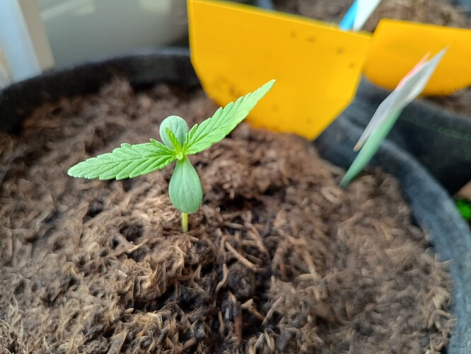 IMG_20240430_190103198_HDR