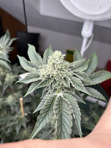 Growreport Bild 5