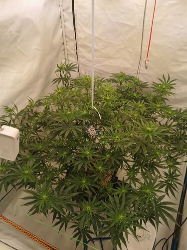 Growreport Bild 2