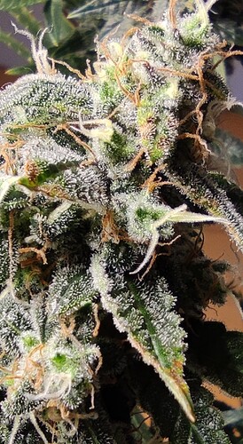Growreport Bild 50
