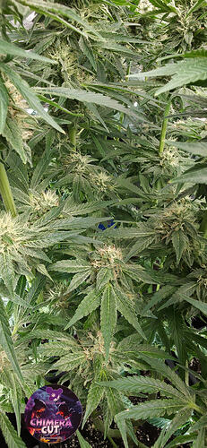 Growreport Bild 19