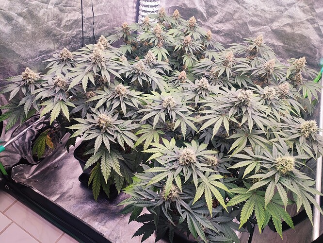 Growreport Bild 15