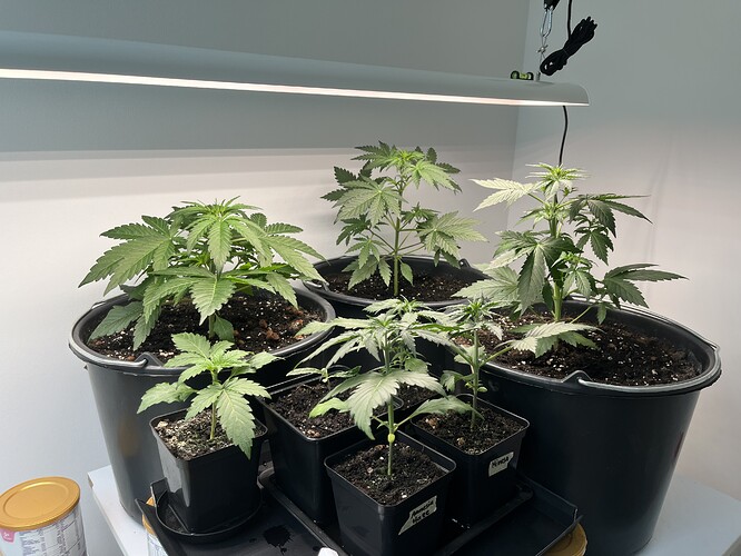 Growreport Bild 1