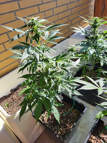 Growreport Bild 3