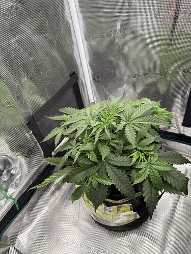 Growreport Bild 4