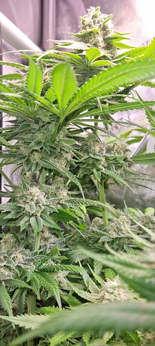 Growreport Bild 35