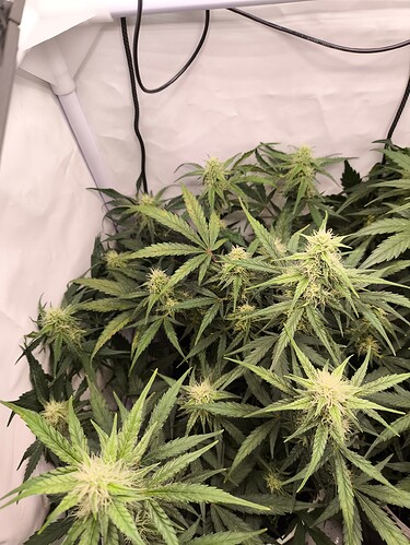 Growreport Bild 3