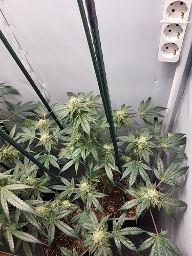 Growreport Bild 5
