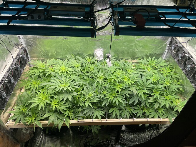 Eine Gruppe von Cannabispflanzen im Wuchsstadium in einem Zelt, beleuchtet von LED-Wachstumslichtern und umgeben von Lüftern.