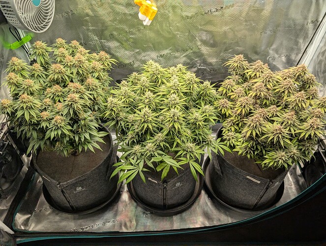 Growreport Bild 1