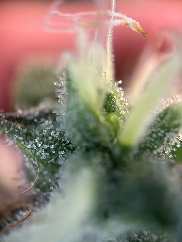Growreport Bild 52