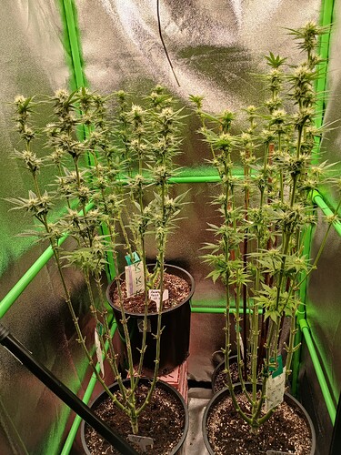 Growreport Bild 38