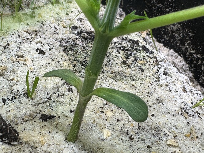 Growreport Bild 16